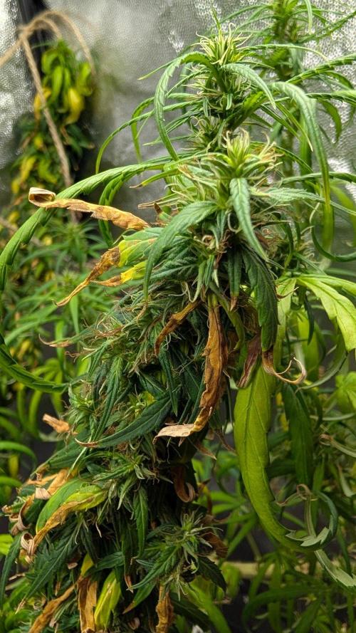 Mekhong (experimental grow). Week 22
