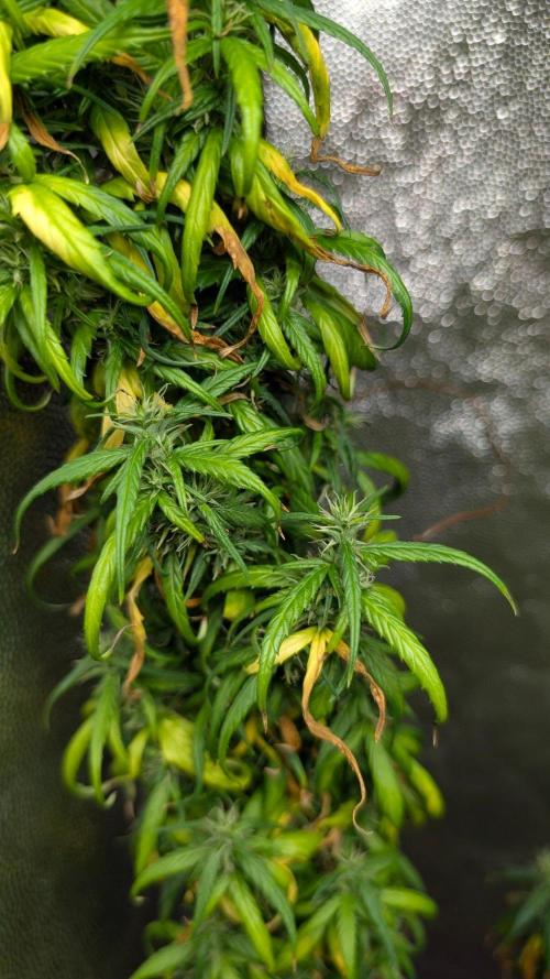 Mekhong (experimental grow). Week 22