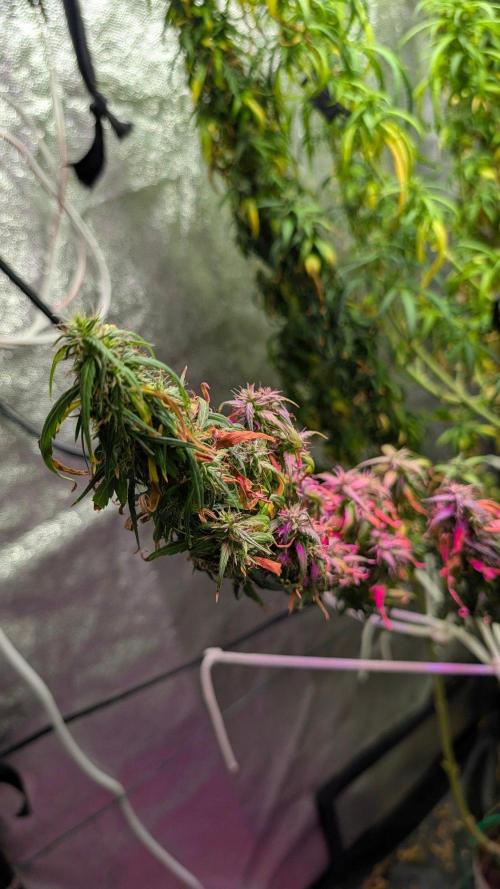 Mekhong (experimental grow). Week 23
