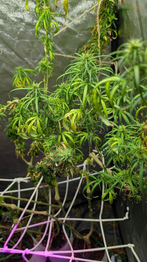 Mekhong (experimental grow). Week 23