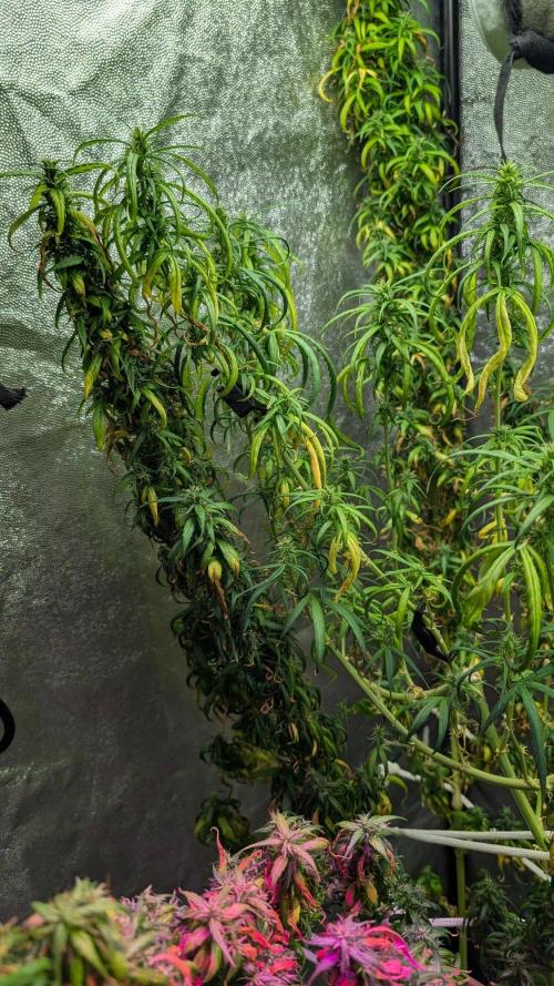 Mekhong (experimental grow). Week 23