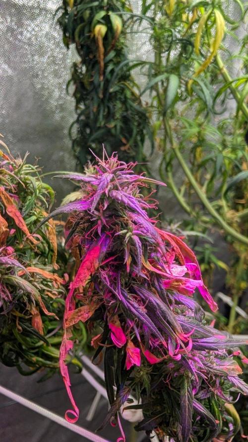 Mekhong (experimental grow). Week 23