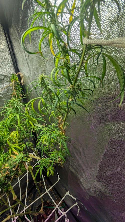 Mekhong (experimental grow). Week 23