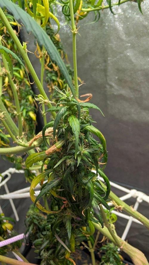 Mekhong (experimental grow). Week 23