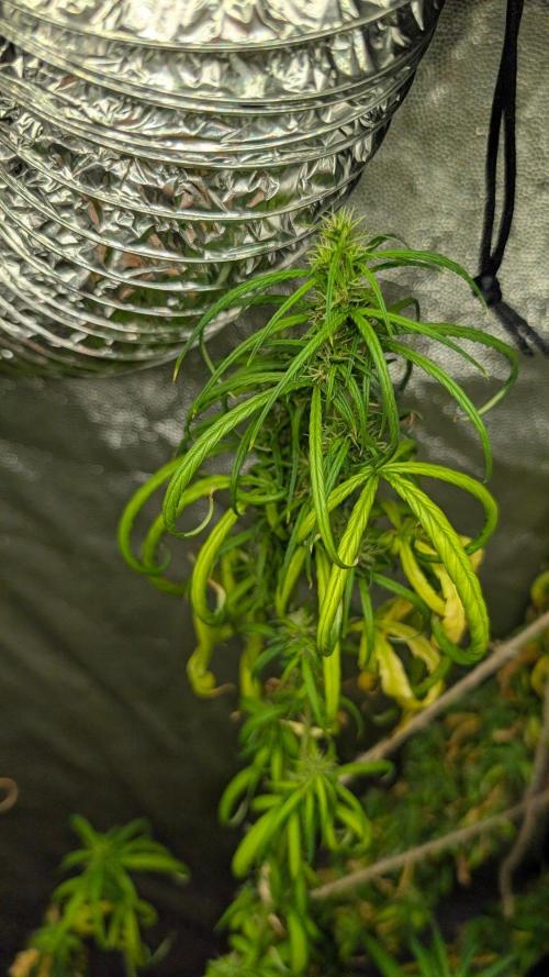 Mekhong (experimental grow). Week 23