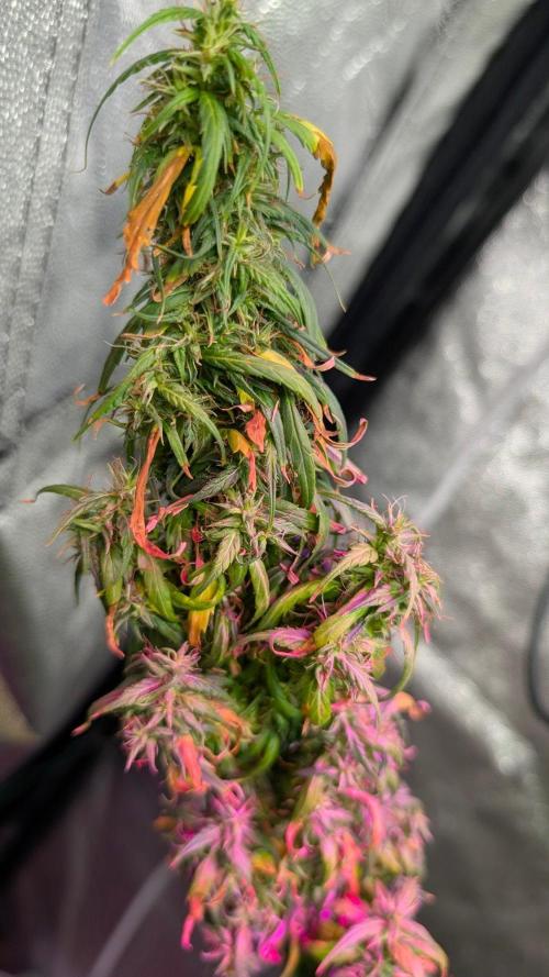 Mekhong (experimental grow). Week 23