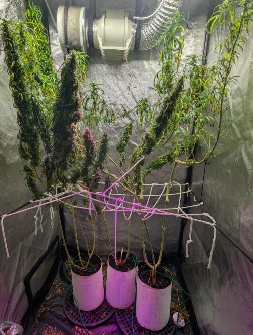 Mekhong (experimental grow). Week 23