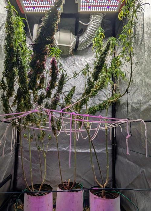 Mekhong + Lebanese (experimental grow). Week 24