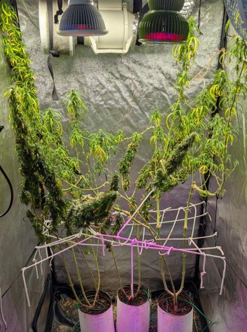 Mekhong + Lebanese (experimental grow). Week 24