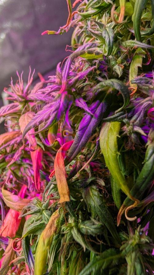Mekhong + Lebanese (experimental grow). Week 24