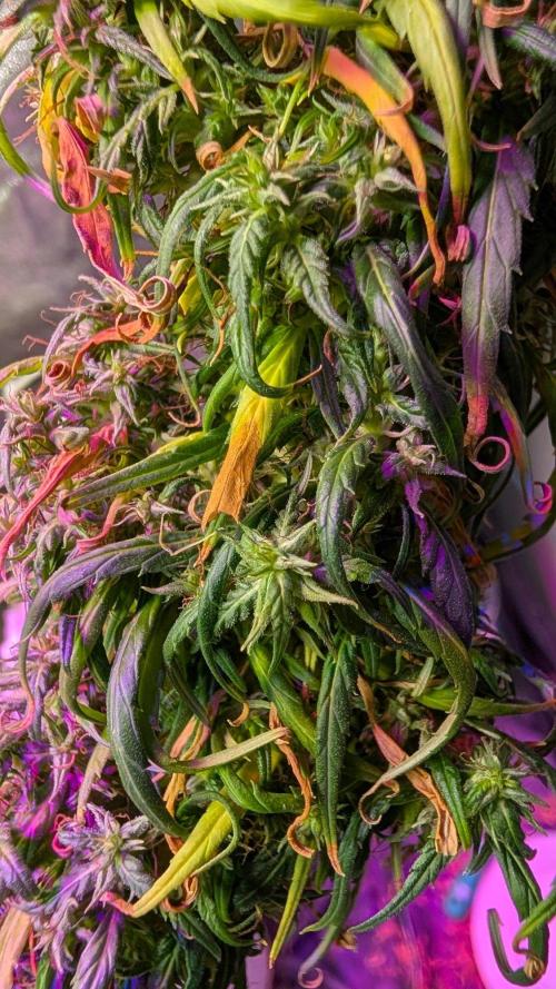 Mekhong + Lebanese (experimental grow). Week 24