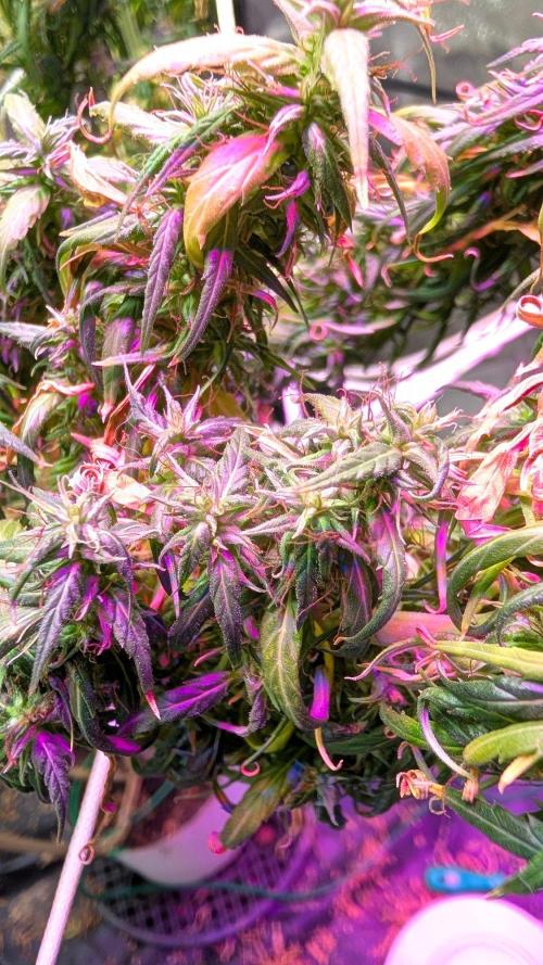 Mekhong + Lebanese (experimental grow). Week 24
