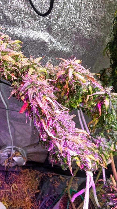Mekhong + Lebanese (experimental grow). Week 24