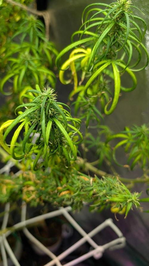 Mekhong + Lebanese (experimental grow). Week 24