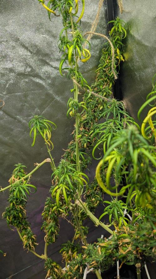 Mekhong + Lebanese (experimental grow). Week 24