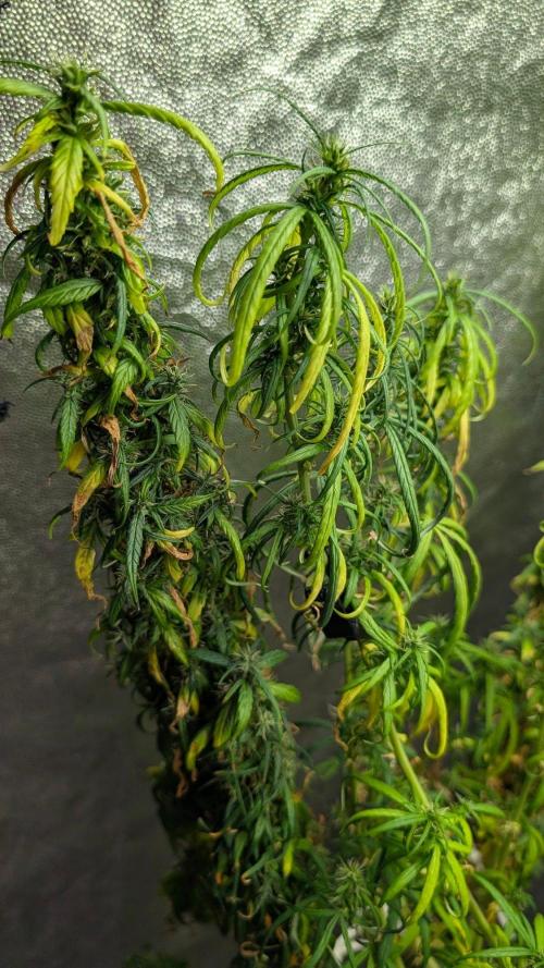 Mekhong + Lebanese (experimental grow). Week 24