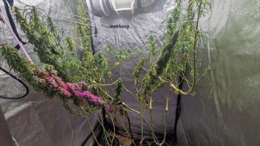 Mekhong + Lebanese (experimental grow). Week 26