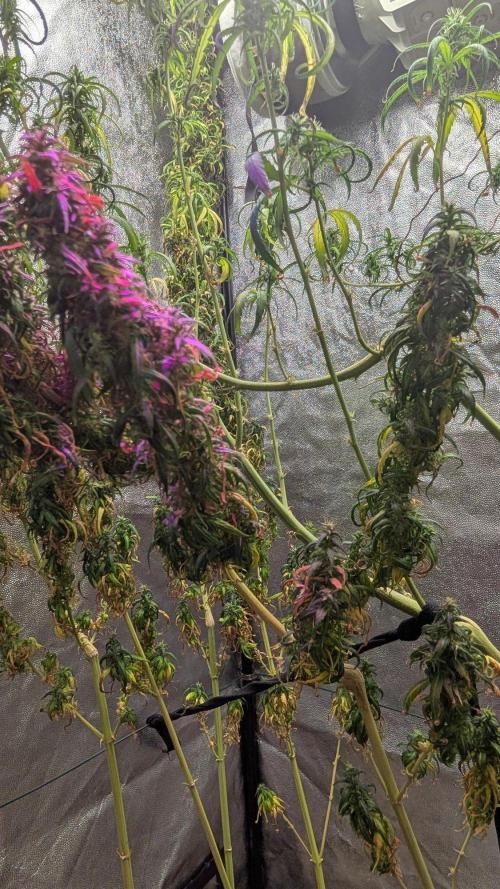 Mekhong + Lebanese (experimental grow). Week 26