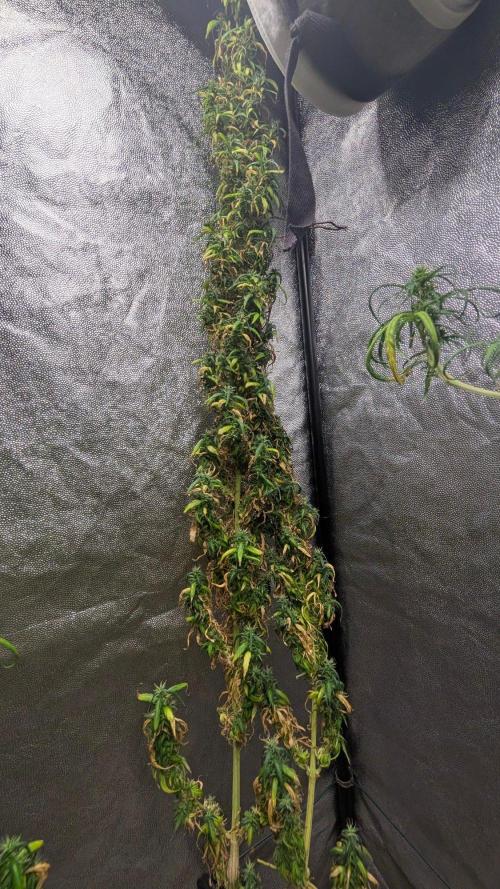 Mekhong + Lebanese (experimental grow). Week 26