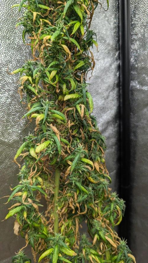 Mekhong + Lebanese (experimental grow). Week 26