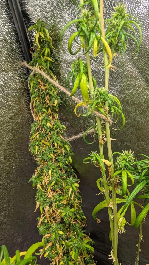 Mekhong + Lebanese (experimental grow). Week 26