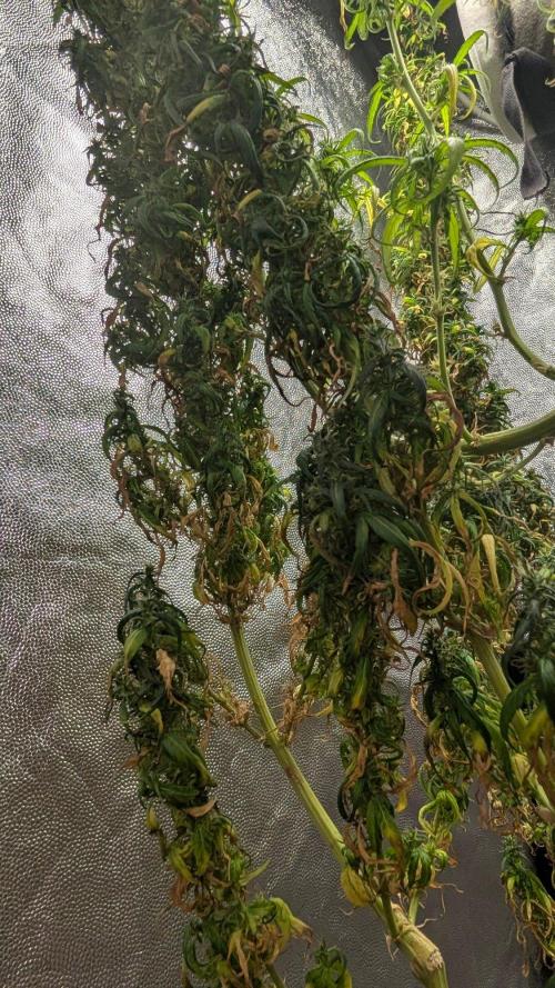Mekhong + Lebanese (experimental grow). Week 26