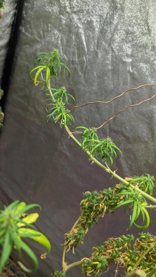 Mekhong + Lebanese (experimental grow). Week 26 - mekhong