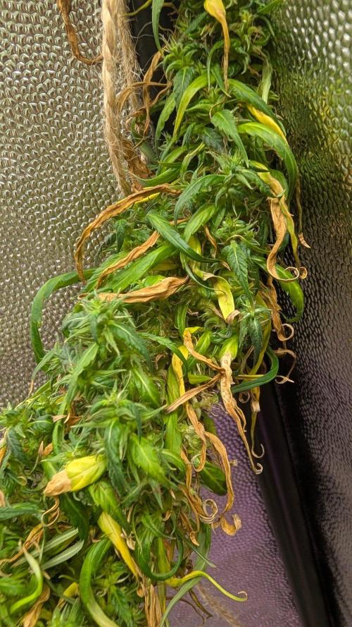 Mekhong + Lebanese (experimental grow). Week 26