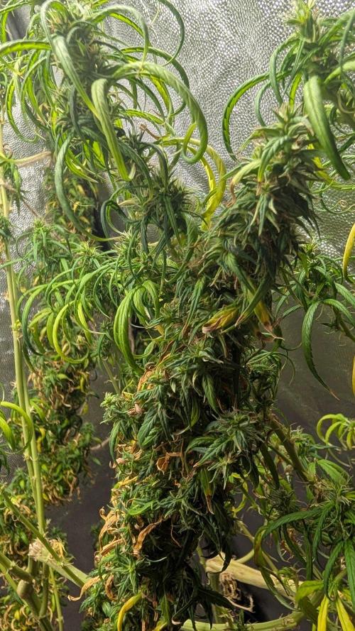 Mekhong + Lebanese (experimental grow). Week 26