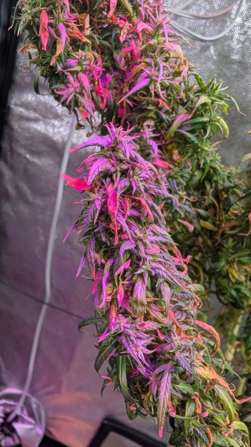 Mekhong + Lebanese (experimental grow). Week 26