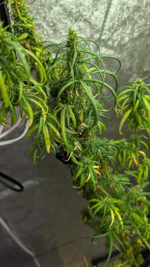 Mekhong + Lebanese (experimental grow). Week 26 - mekhongz