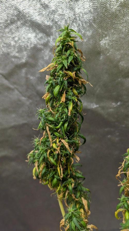 Mekhong + Lebanese (experimental grow). Week 26