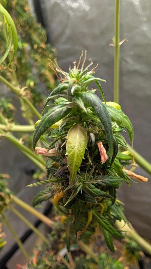 Mekhong + Lebanese (experimental grow). Week 26