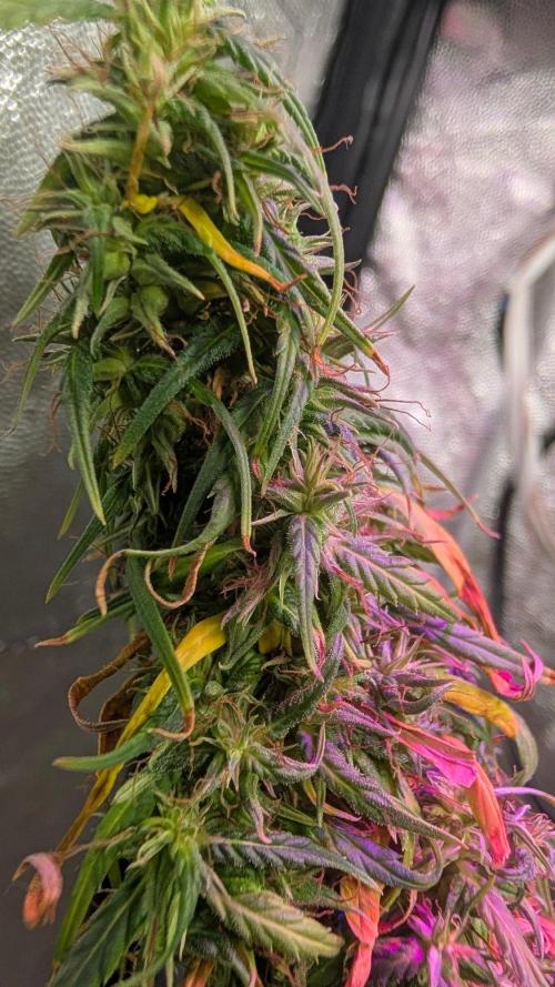 Mekhong + Lebanese (experimental grow). Week 26