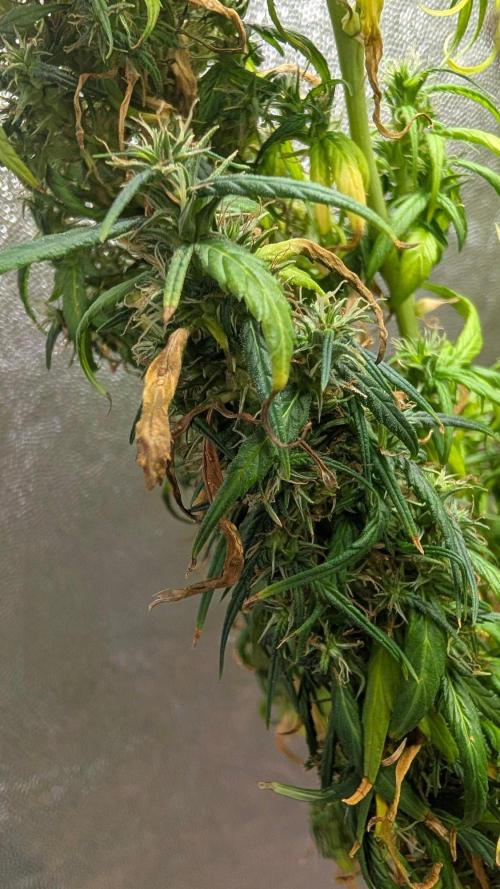 Mekhong + Lebanese (experimental grow). Week 26