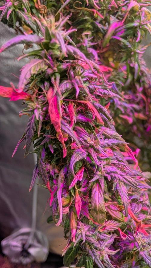 Mekhong + Lebanese (experimental grow). Week 26