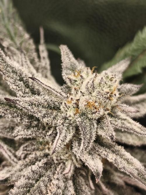 Frozen OG. Week 10