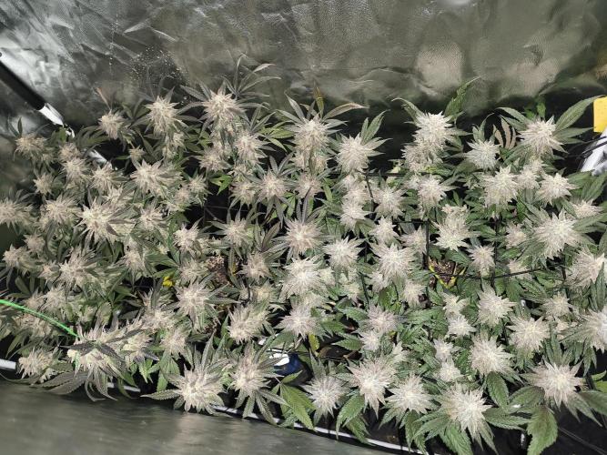 Frozen OG. Week 10