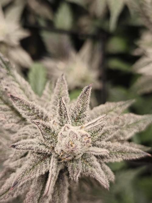 Frozen OG. Week 10