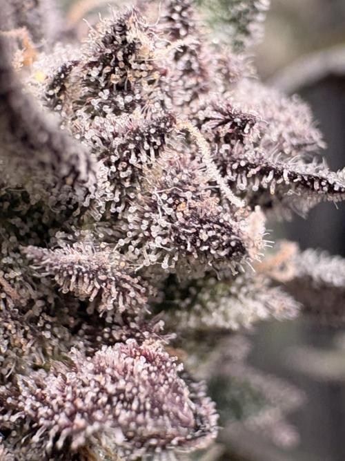 Unconventional grow. Week 8 - Close up on the trichromatic frost 
