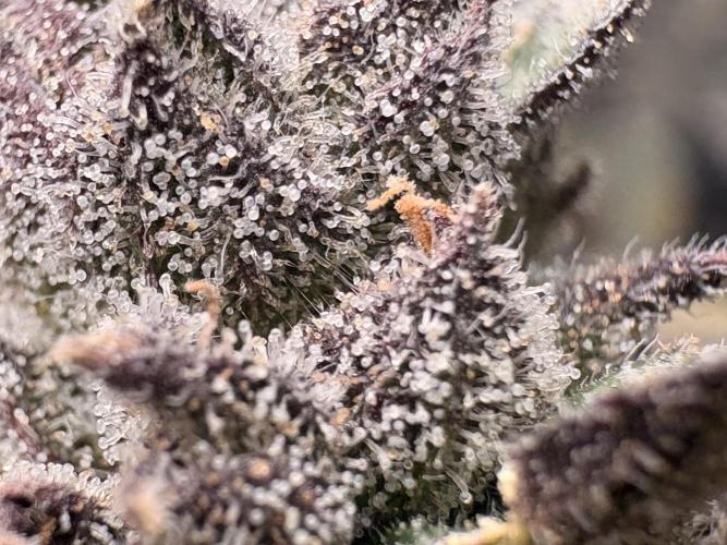Unconventional grow. Week 8