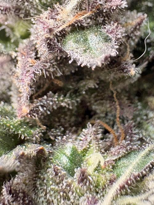 Unconventional grow. Week 8