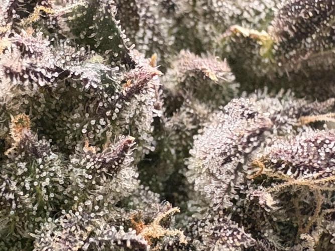 Unconventional grow. Week 8