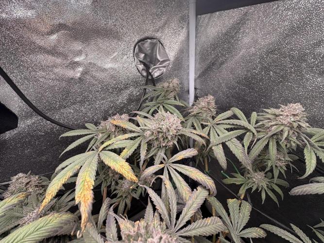 Unconventional grow. Week 8
