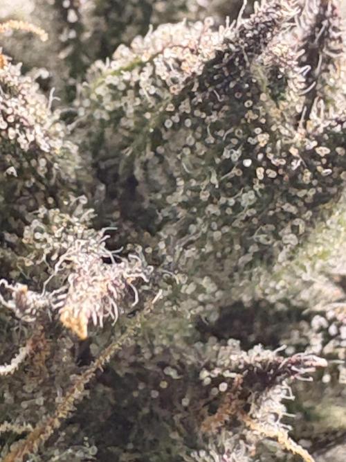 Unconventional grow. Week 8