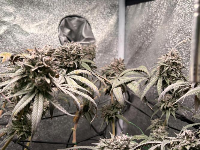 Unconventional grow. Week 8