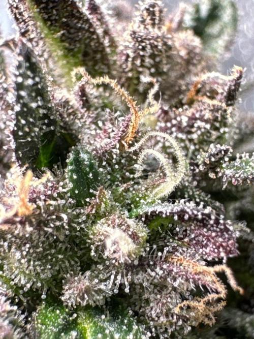 Unconventional grow. Week 8
