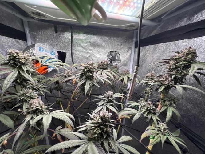 Unconventional grow. Week 8