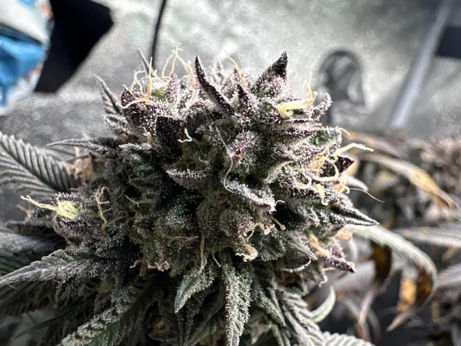Unconventional grow. Week 9 - Close up of the nuggs