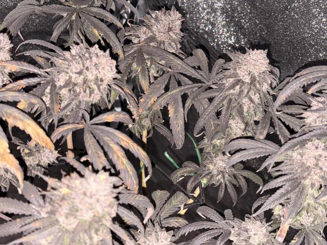Unconventional grow. Week 9